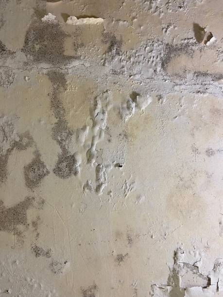 Best Toxic Mold Removal  in Mandeville, LA