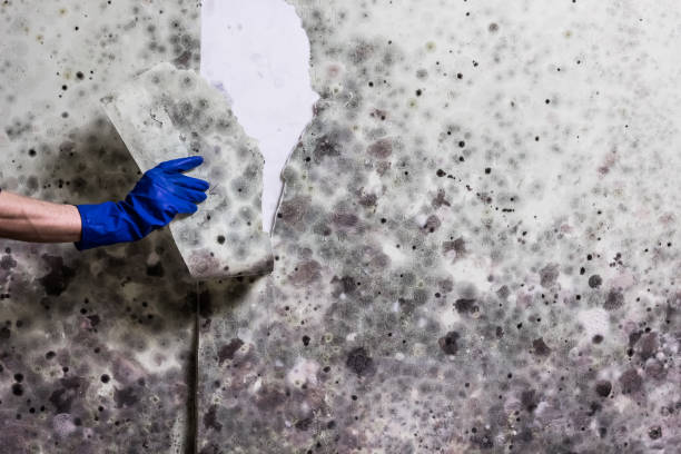Professional Mold Removal in Mandeville, LA